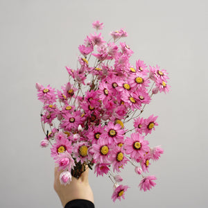Helipterum manglesii ，dried flower, home decor