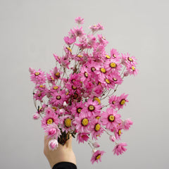 Helipterum manglesii ，dried flower, home decor