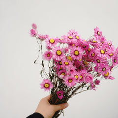 Helipterum manglesii ，dried flower, home decor