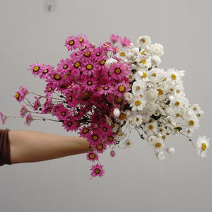 Helipterum manglesii ，dried flower, home decor