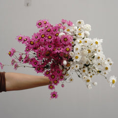 Helipterum manglesii ，dried flower, home decor
