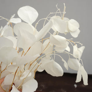 Eucalyptus,Preserved plants and flower