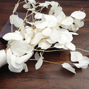 Eucalyptus,Preserved plants and flower