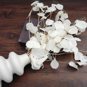 Eucalyptus,Preserved plants and flower
