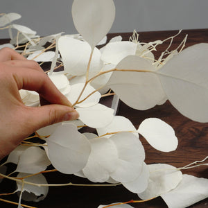 Eucalyptus,Preserved plants and flower