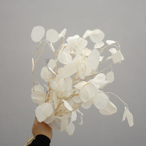 Eucalyptus,Preserved plants and flower