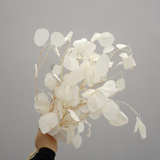 Eucalyptus,Preserved plants and flower