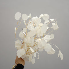 Eucalyptus,Preserved plants and flower