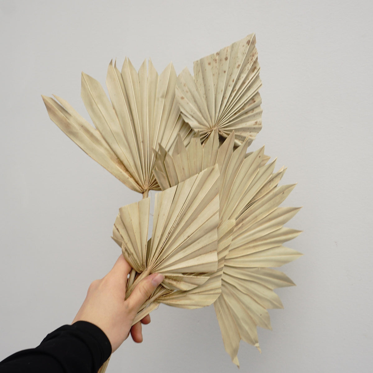 Palm leaves,home decor ,dried palm leaves