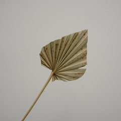 Palm leaves,home decor ,dried palm leaves
