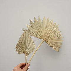 Palm leaves,home decor ,dried palm leaves