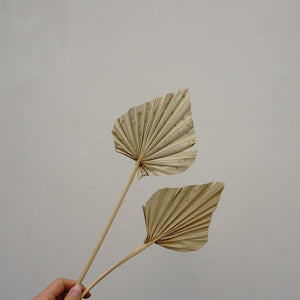 Palm leaves,home decor ,dried palm leaves