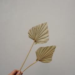 Palm leaves,home decor ,dried palm leaves