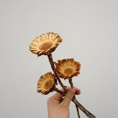Sun flower