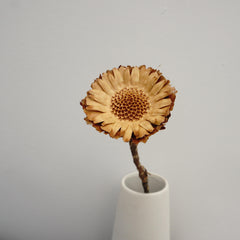 Sun flower