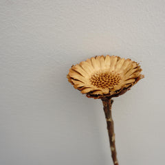 Sun flower