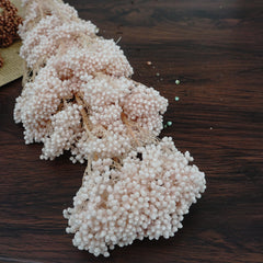 Preserved rice flower,home decor