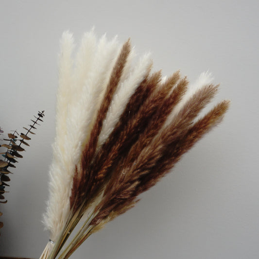 Small Pampas grass for home decor
