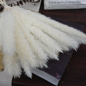 Small Pampas grass for home decor