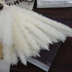 Small Pampas grass for home decor