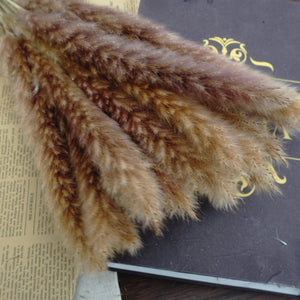 Small Pampas grass for home decor