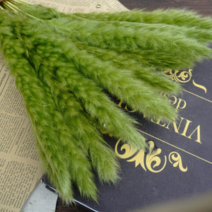Small Pampas grass for home decor