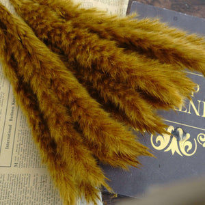 Small Pampas grass for home decor