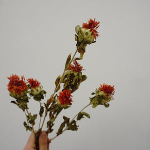 Dried flower ,materials for dried flower bouquet,45cm/17inches,burnt orange flower