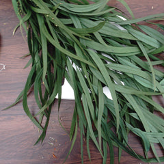 Preserved eucalyptus