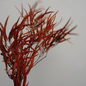 Preserved eucalyptus