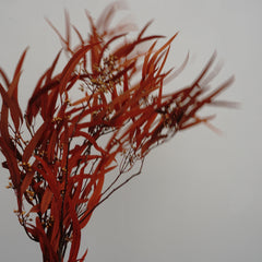 Preserved eucalyptus
