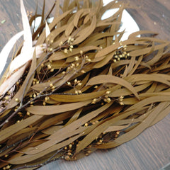 Preserved eucalyptus