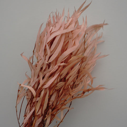 Preserved eucalyptus