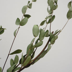 eucalyptus.eucalyptus bouquet.eucalyptus home wedding decor,eucalyptus tree