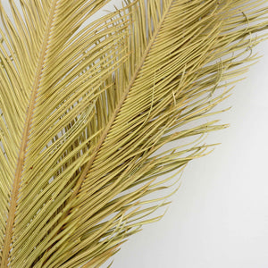 Dried flower ,palm leaves for home decor