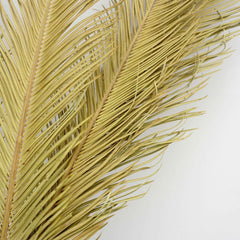 Dried flower ,palm leaves for home decor