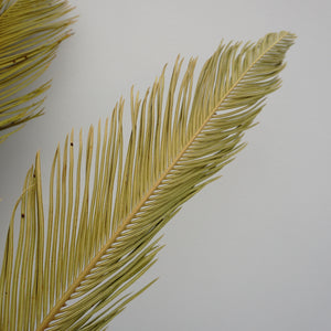 Dried flower ,palm leaves for home decor