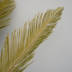 Dried flower ,palm leaves for home decor