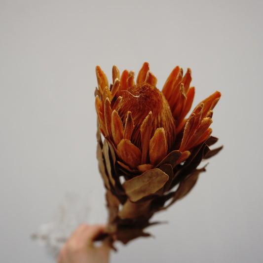 Protea cynaroides，dried flower ,home decor