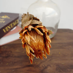 Protea cynaroides，dried flower ,home decor