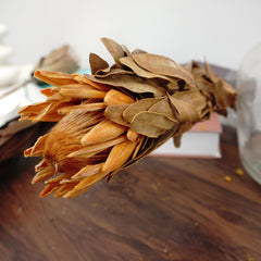 Protea cynaroides，dried flower ,home decor