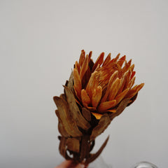 Protea cynaroides，dried flower ,home decor