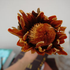 Protea cynaroides，dried flower ,home decor