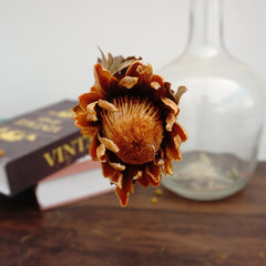 Protea cynaroides，dried flower ,home decor