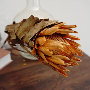 Protea cynaroides，dried flower ,home decor