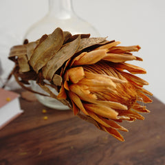 Protea cynaroides，dried flower ,home decor
