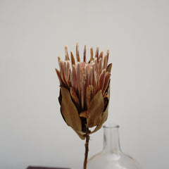 Protea cynaroides，dried flower ,home decor