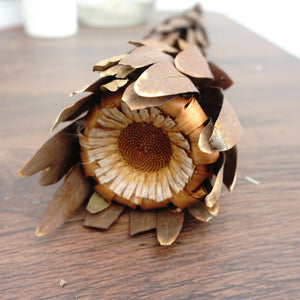 Dried sunflower,dried flower ,brown color flower