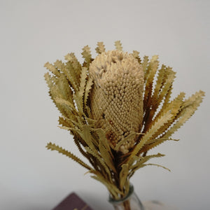 Dried flower dried flower materials,bankwood,preserved flower and plants