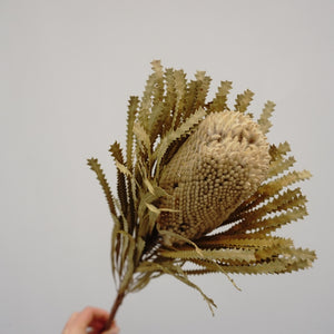 Dried flower dried flower materials,bankwood,preserved flower and plants